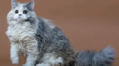 Selkirk rex - pasmina mačaka sa vunom i janjećim karakterom